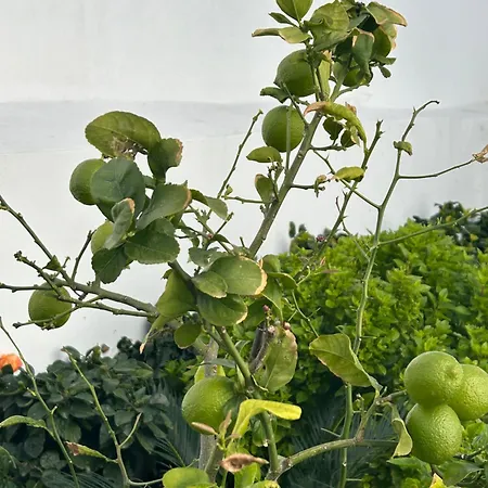 Διαμέρισμα Evelyn's Cozy *