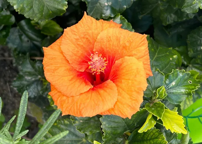 Evelyn's Cozy Daire Rhodes City