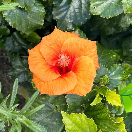 Evelyn's Cozy 公寓 Rhodes City