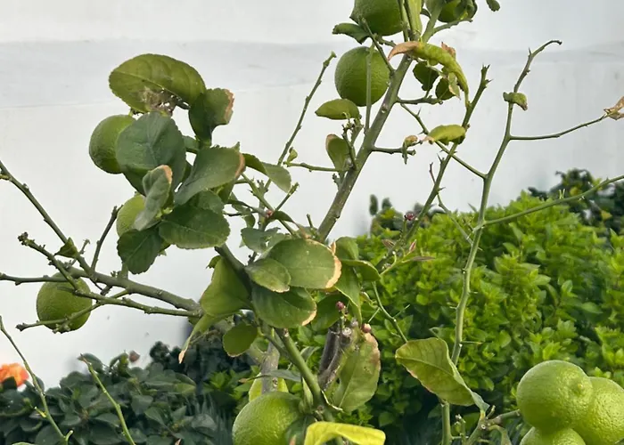 Apartamento Evelyn's Cozy *