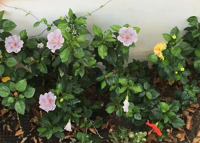 Evelyn's Cozy Apartamento *